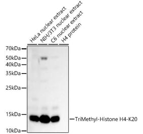 Western Blot - Anti-Histone H4 (tri methyl Lys20) Antibody (A16720) - Antibodies.com