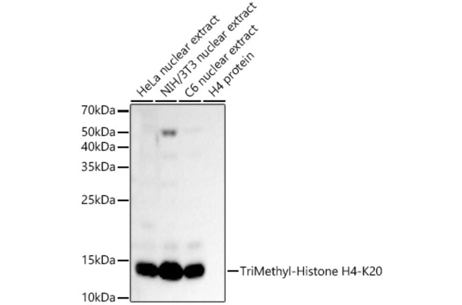 Western Blot - Anti-Histone H4 (tri methyl Lys20) Antibody (A16720) - Antibodies.com
