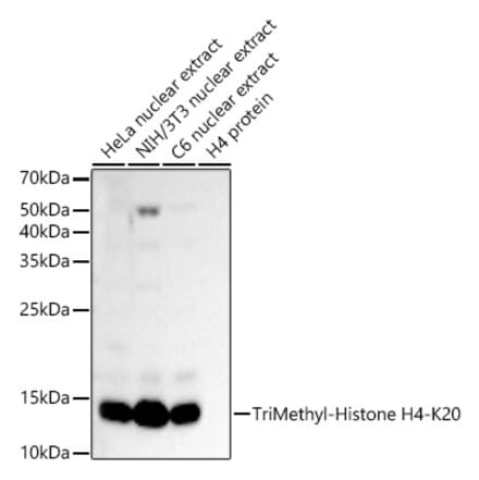 Western Blot - Anti-Histone H4 (tri methyl Lys20) Antibody (A16720) - Antibodies.com