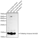 Western Blot - Anti-Histone H4 (tri methyl Lys20) Antibody (A16720) - Antibodies.com