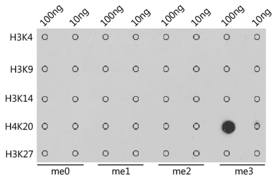 Dot Blot - Anti-Histone H4 (tri methyl Lys20) Antibody (A16720) - Antibodies.com