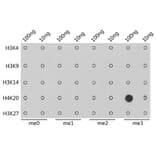 Dot Blot - Anti-Histone H4 (tri methyl Lys20) Antibody (A16720) - Antibodies.com
