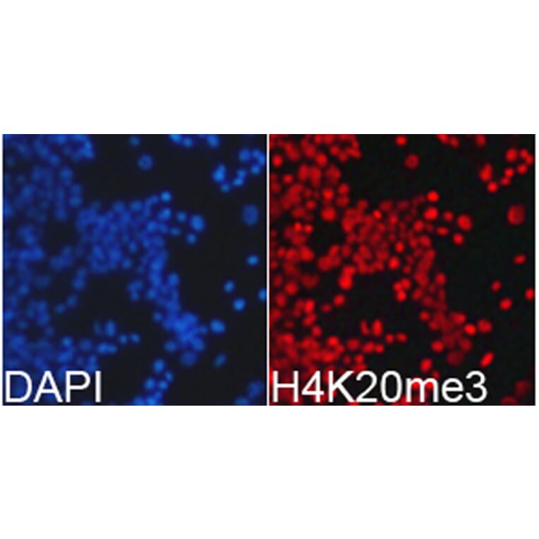 Immunofluorescence - Anti-Histone H4 (tri methyl Lys20) Antibody (A16720) - Antibodies.com