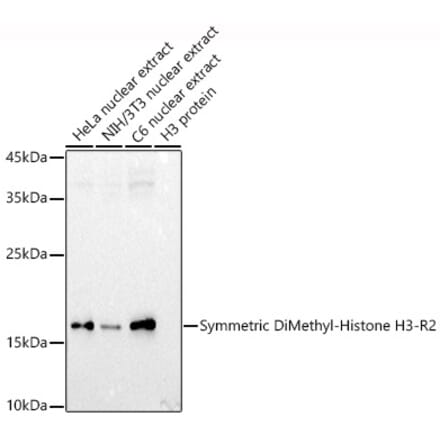 Western Blot - Anti-Histone H3 (di methyl Arg2) Antibody (A16721) - Antibodies.com