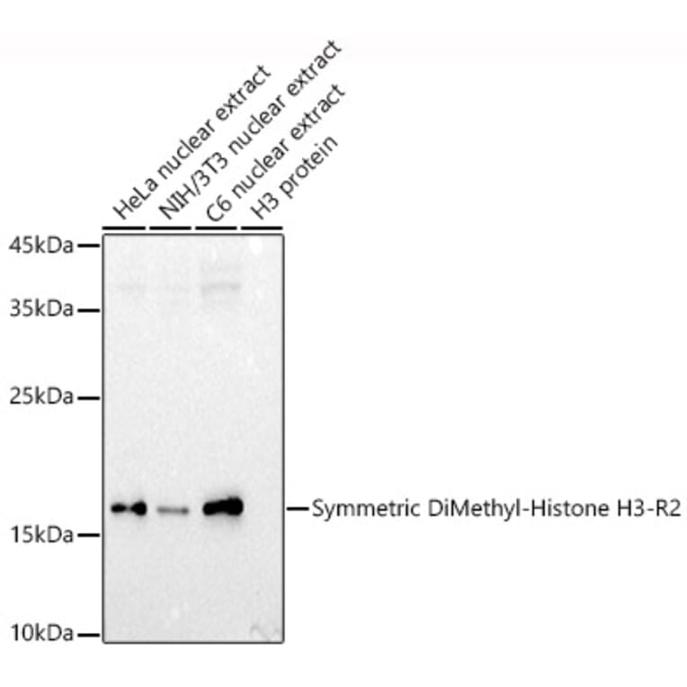 Western Blot - Anti-Histone H3 (di methyl Arg2) Antibody (A16721) - Antibodies.com
