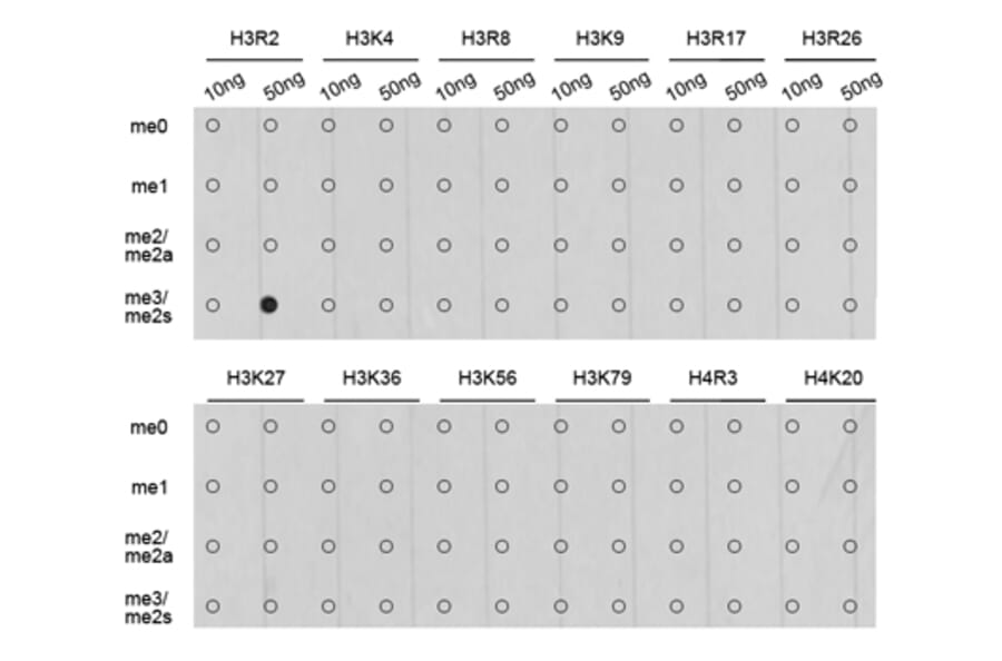 Dot Blot - Anti-Histone H3 (di methyl Arg2) Antibody (A16721) - Antibodies.com