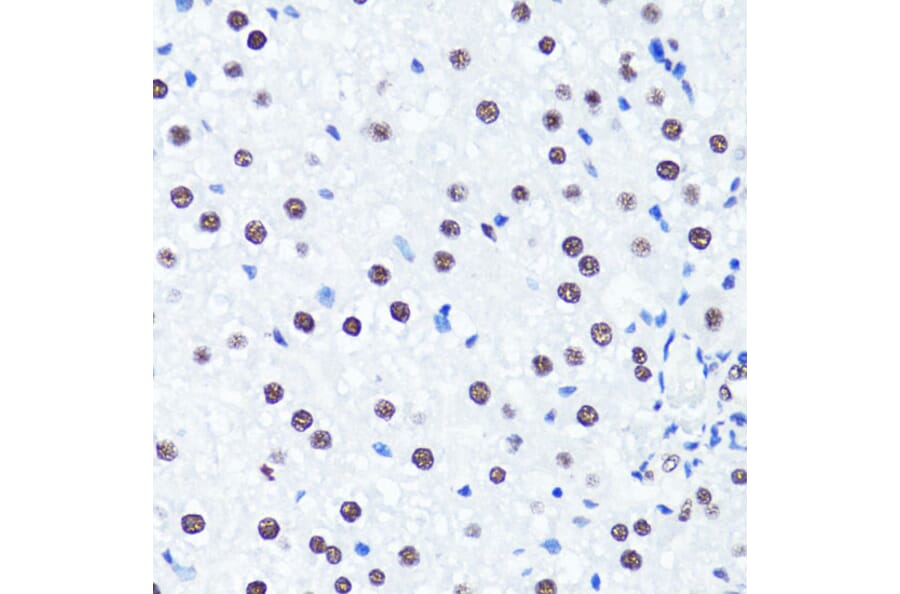Immunohistochemistry - Anti-Histone H3 (di methyl Arg2) Antibody (A16721) - Antibodies.com