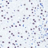 Immunohistochemistry - Anti-Histone H3 (di methyl Arg2) Antibody (A16721) - Antibodies.com