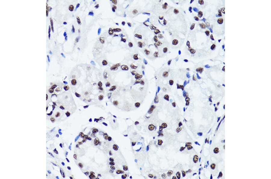 Immunohistochemistry - Anti-Histone H3 (di methyl Arg2) Antibody (A16721) - Antibodies.com