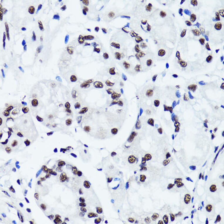 Immunohistochemistry - Anti-Histone H3 (di methyl Arg2) Antibody (A16721) - Antibodies.com