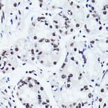 Immunohistochemistry - Anti-Histone H3 (di methyl Arg2) Antibody (A16721) - Antibodies.com