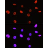 Immunofluorescence - Anti-Histone H3 (di methyl Arg2) Antibody (A16721) - Antibodies.com
