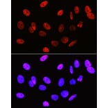 Immunofluorescence - Anti-Histone H3 (di methyl Arg2) Antibody (A16721) - Antibodies.com