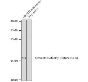Western Blot - Anti-Histone H3 (di methyl Arg8) Antibody (A16722) - Antibodies.com