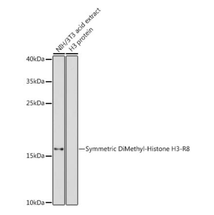 Western Blot - Anti-Histone H3 (di methyl Arg8) Antibody (A16722) - Antibodies.com