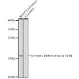 Western Blot - Anti-Histone H3 (di methyl Arg8) Antibody (A16722) - Antibodies.com