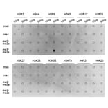 Dot Blot - Anti-Histone H3 (di methyl Arg8) Antibody (A16722) - Antibodies.com