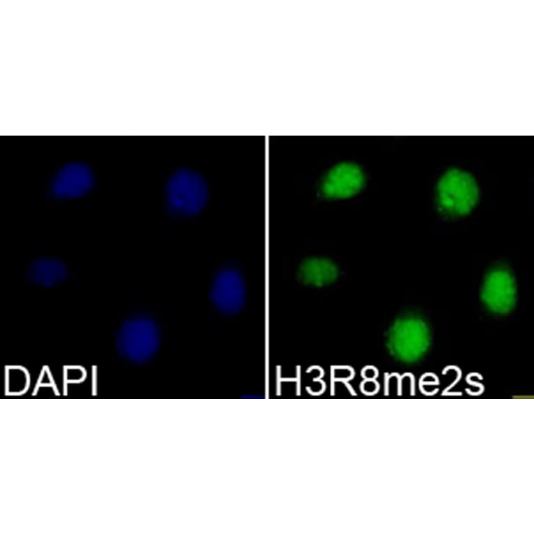 Immunofluorescence - Anti-Histone H3 (di methyl Arg8) Antibody (A16722) - Antibodies.com