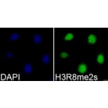 Immunofluorescence - Anti-Histone H3 (di methyl Arg8) Antibody (A16722) - Antibodies.com