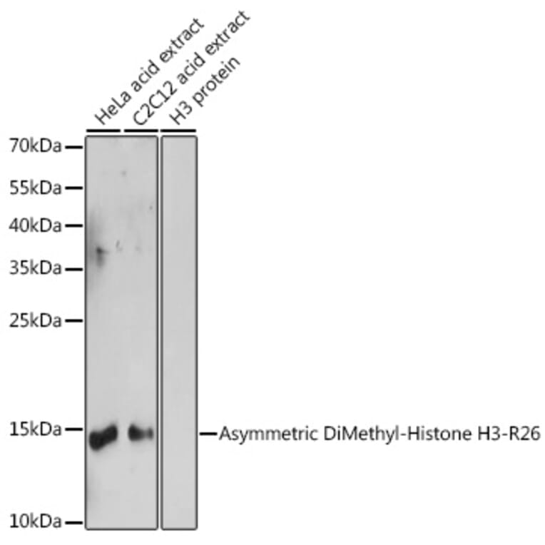 Western Blot - Anti-Histone H3 (asymmetric di methyl Arg26) Antibody (A16723) - Antibodies.com