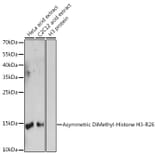 Western Blot - Anti-Histone H3 (asymmetric di methyl Arg26) Antibody (A16723) - Antibodies.com