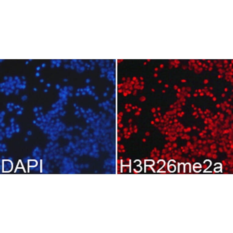 Immunofluorescence - Anti-Histone H3 (asymmetric di methyl Arg26) Antibody (A16723) - Antibodies.com