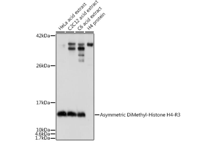 Western Blot - Anti-Histone H4 (asymmetric di methyl Arg3) Antibody (A16724) - Antibodies.com