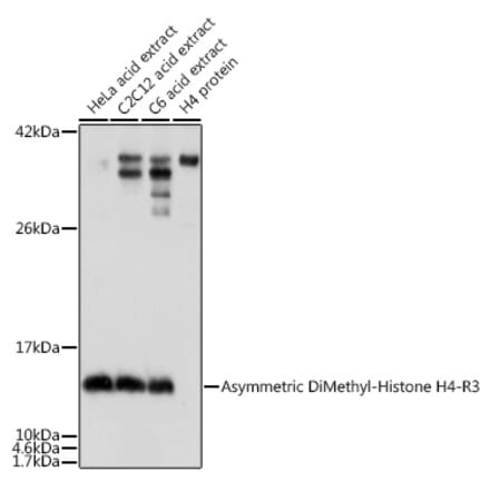 Western Blot - Anti-Histone H4 (asymmetric di methyl Arg3) Antibody (A16724) - Antibodies.com