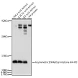 Western Blot - Anti-Histone H4 (asymmetric di methyl Arg3) Antibody (A16724) - Antibodies.com