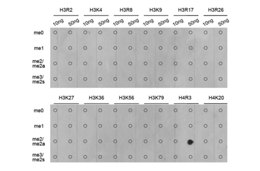 Dot Blot - Anti-Histone H4 (asymmetric di methyl Arg3) Antibody (A16724) - Antibodies.com