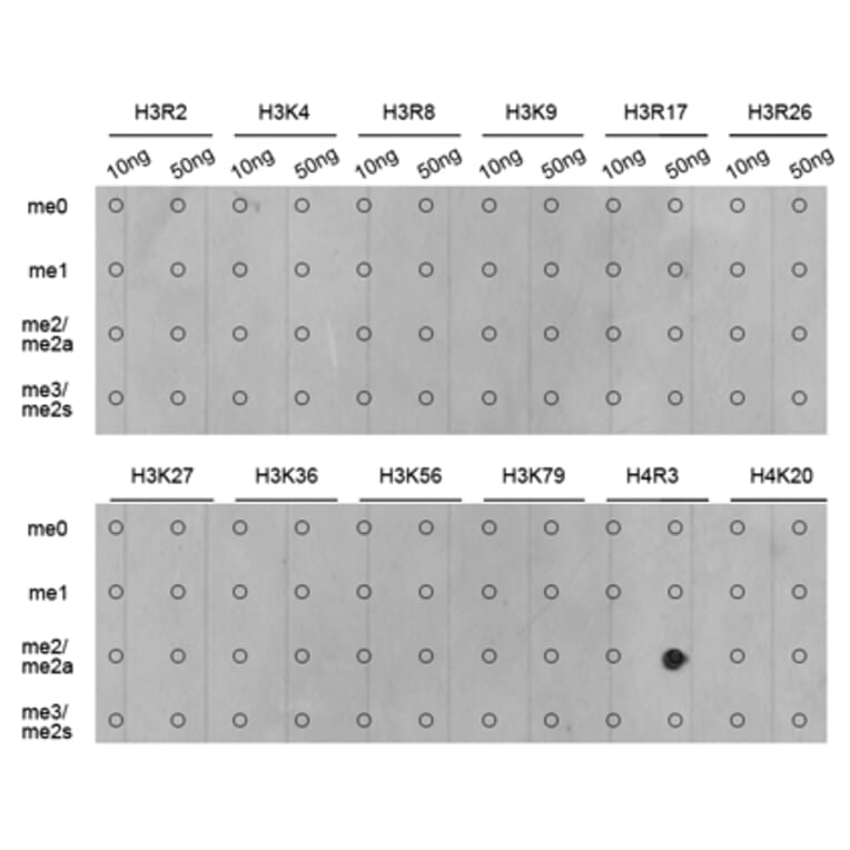 Dot Blot - Anti-Histone H4 (asymmetric di methyl Arg3) Antibody (A16724) - Antibodies.com