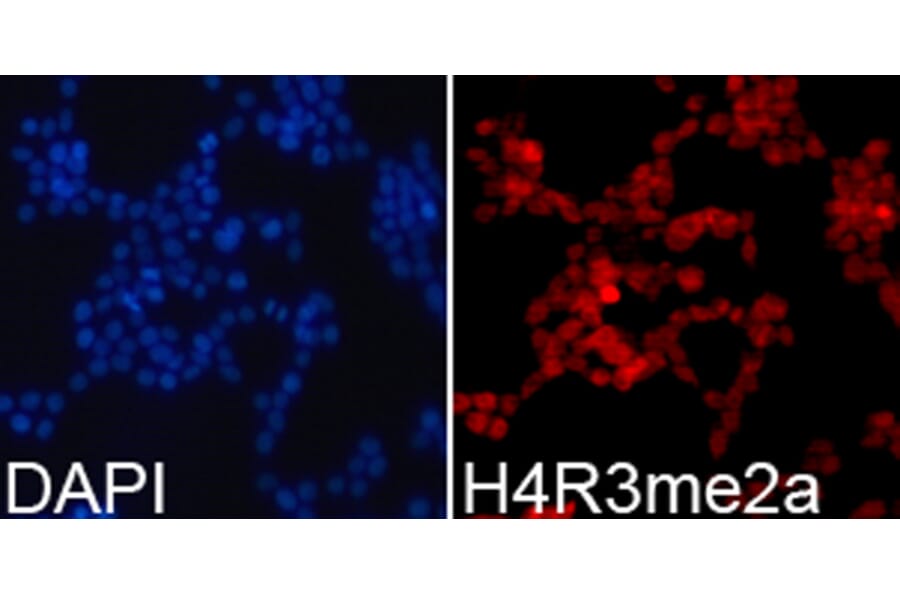 Immunofluorescence - Anti-Histone H4 (asymmetric di methyl Arg3) Antibody (A16724) - Antibodies.com
