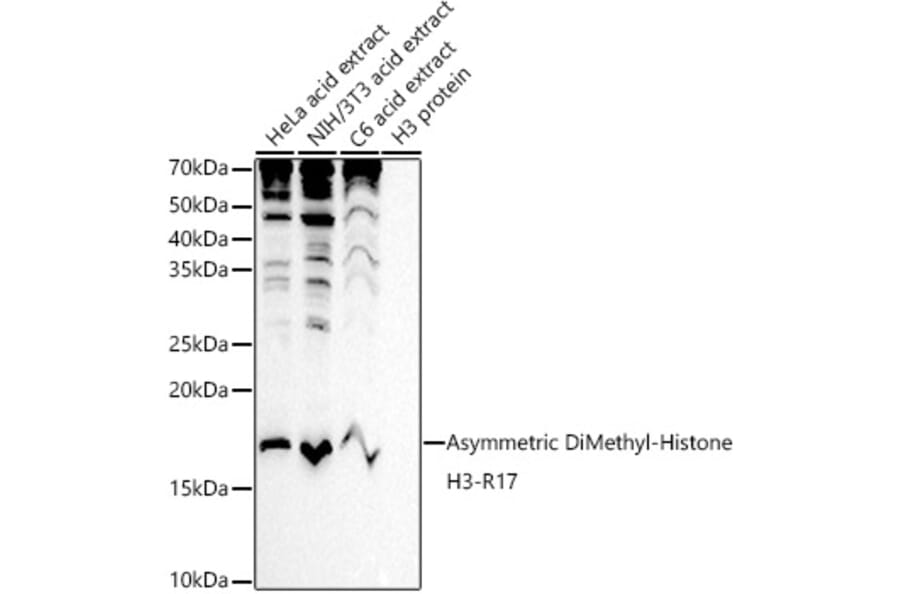 Western Blot - Anti-Histone H3 (asymmetric di methyl Arg17) Antibody (A16725) - Antibodies.com