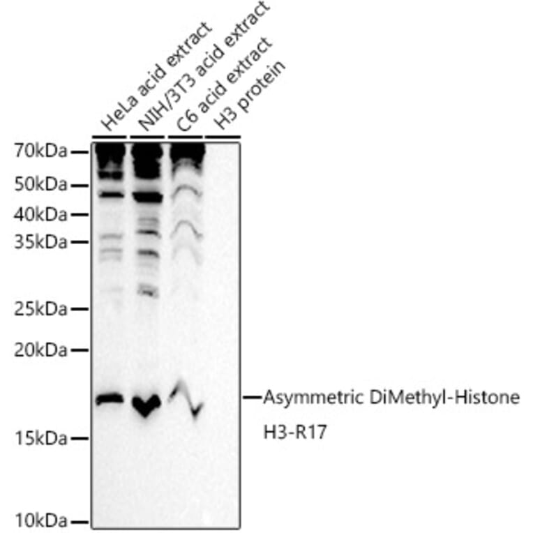 Western Blot - Anti-Histone H3 (asymmetric di methyl Arg17) Antibody (A16725) - Antibodies.com