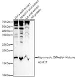 Western Blot - Anti-Histone H3 (asymmetric di methyl Arg17) Antibody (A16725) - Antibodies.com
