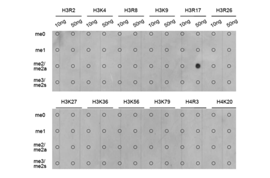 Dot Blot - Anti-Histone H3 (asymmetric di methyl Arg17) Antibody (A16725) - Antibodies.com