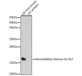 Western Blot - Anti-Histone H3 (mono methyl Arg17) Antibody (A16726) - Antibodies.com