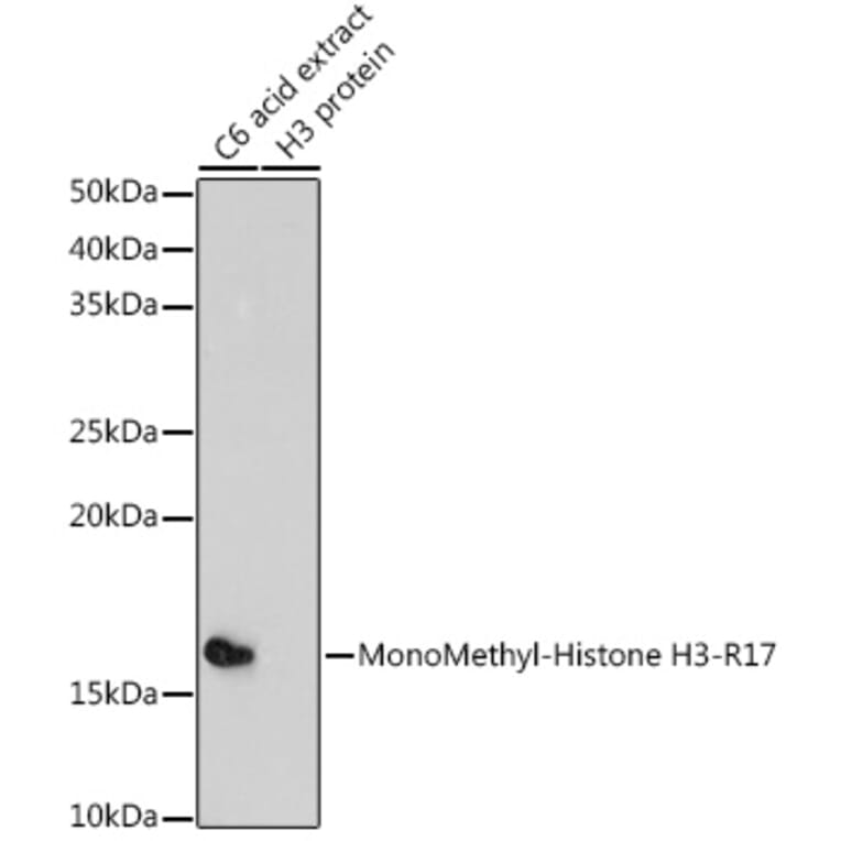 Western Blot - Anti-Histone H3 (mono methyl Arg17) Antibody (A16726) - Antibodies.com