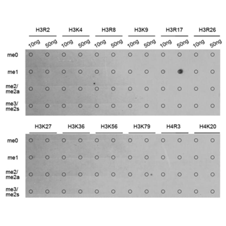 Dot Blot - Anti-Histone H3 (mono methyl Arg17) Antibody (A16726) - Antibodies.com