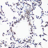 Immunohistochemistry - Anti-Histone H3 (mono methyl Arg17) Antibody (A16726) - Antibodies.com