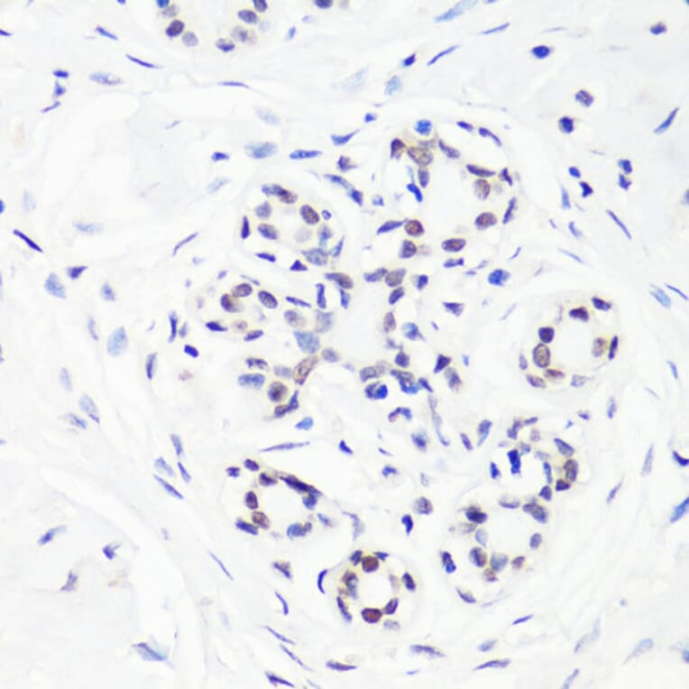 Immunohistochemistry - Anti-Histone H3 (mono methyl Arg17) Antibody (A16726) - Antibodies.com