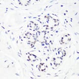 Immunohistochemistry - Anti-Histone H3 (mono methyl Arg17) Antibody (A16726) - Antibodies.com