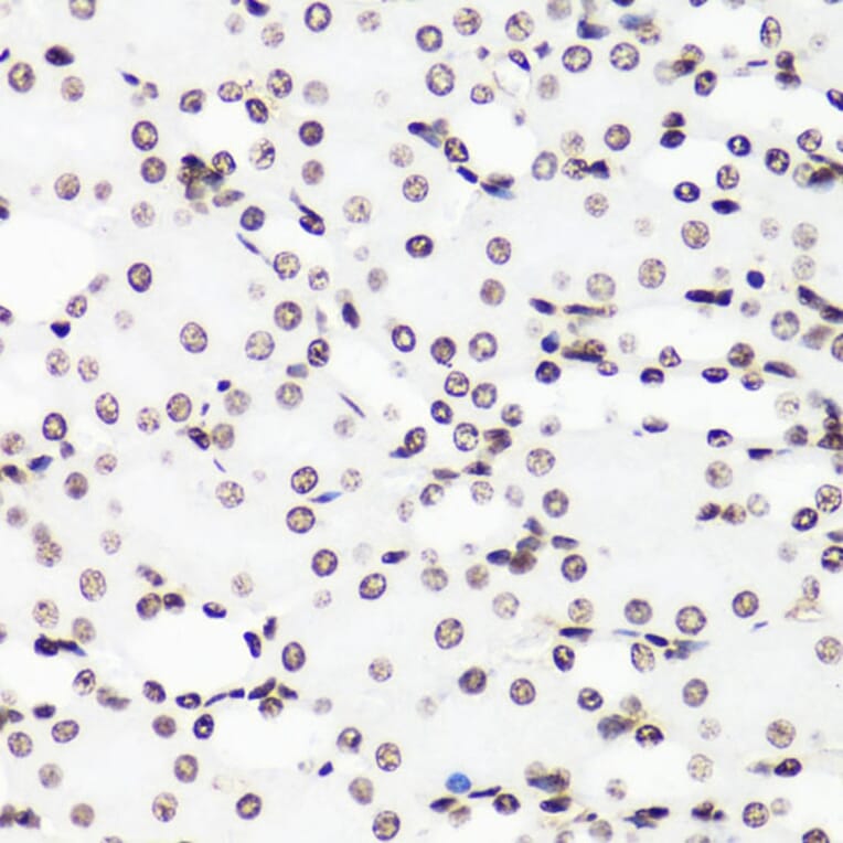 Immunohistochemistry - Anti-Histone H3 (mono methyl Arg17) Antibody (A16726) - Antibodies.com
