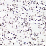 Immunohistochemistry - Anti-Histone H3 (mono methyl Arg17) Antibody (A16726) - Antibodies.com