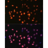 Immunofluorescence - Anti-Histone H3 (mono methyl Arg17) Antibody (A16726) - Antibodies.com