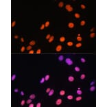 Immunofluorescence - Anti-Histone H3 (mono methyl Arg17) Antibody (A16726) - Antibodies.com