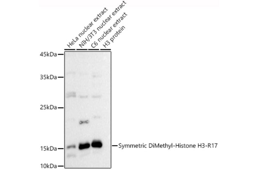 Western Blot - Anti-Histone H3 (di methyl Arg17) Antibody (A16727) - Antibodies.com