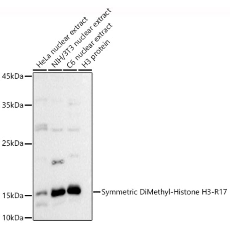 Western Blot - Anti-Histone H3 (di methyl Arg17) Antibody (A16727) - Antibodies.com