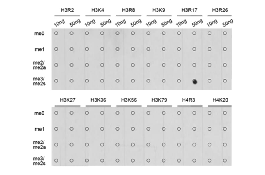 Dot Blot - Anti-Histone H3 (di methyl Arg17) Antibody (A16727) - Antibodies.com