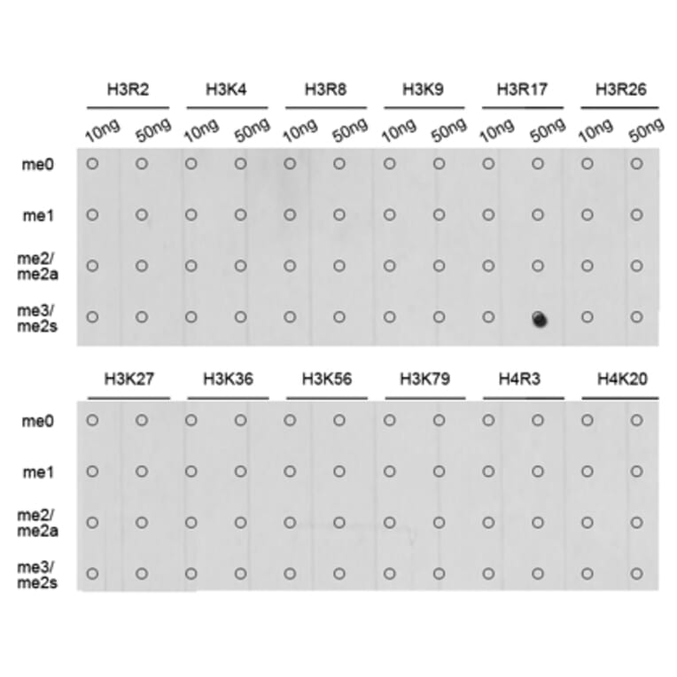 Dot Blot - Anti-Histone H3 (di methyl Arg17) Antibody (A16727) - Antibodies.com
